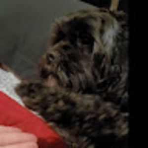 Meet your Posher, Madrose